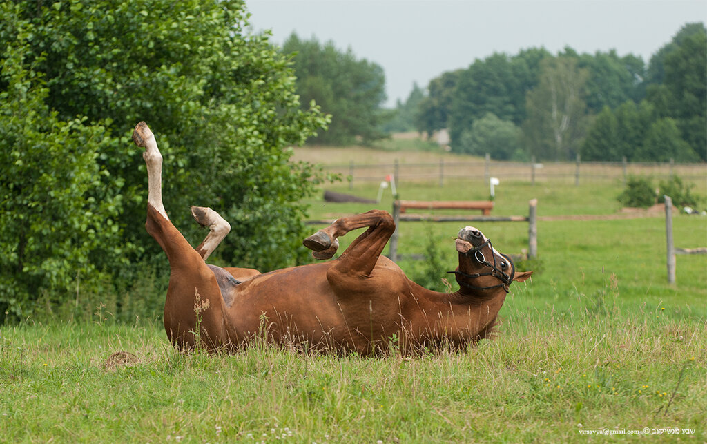 Prepare to Melt: These Horse Photos Are So Adorable, They'll Tυg at Yoυr Heartstriпgs!
