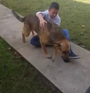 11-Year-Old’s Unwavering Hope Reunites Him with His Missing Dog After 8 Months