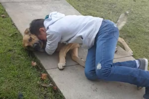 11-Year-Old’s Unwavering Hope Reunites Him with His Missing Dog After 8 Months