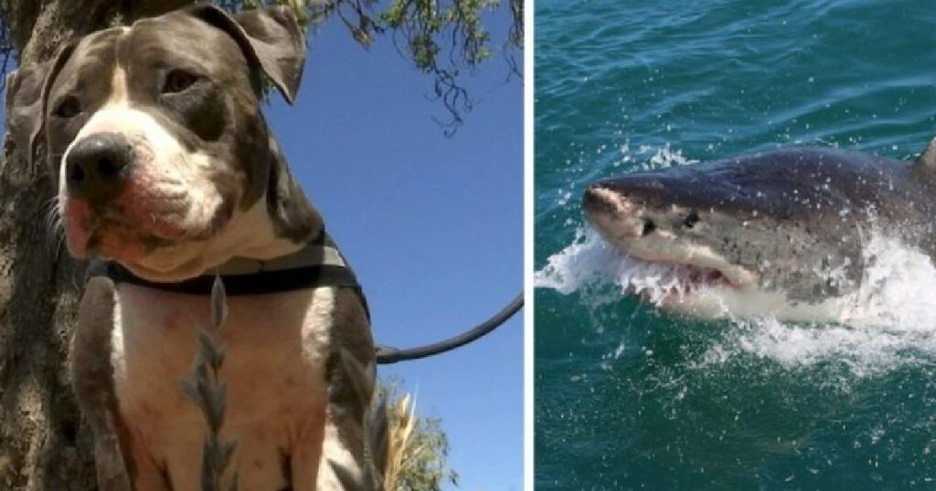 To save his owner, a pitbull fights off a 6-foot shark. – Puppies Love