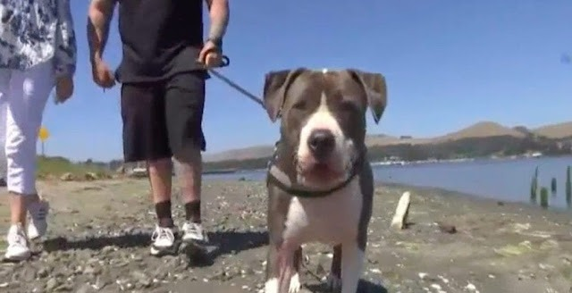 To save his owner, a pitbull fights off a 6-foot shark. – Puppies Love