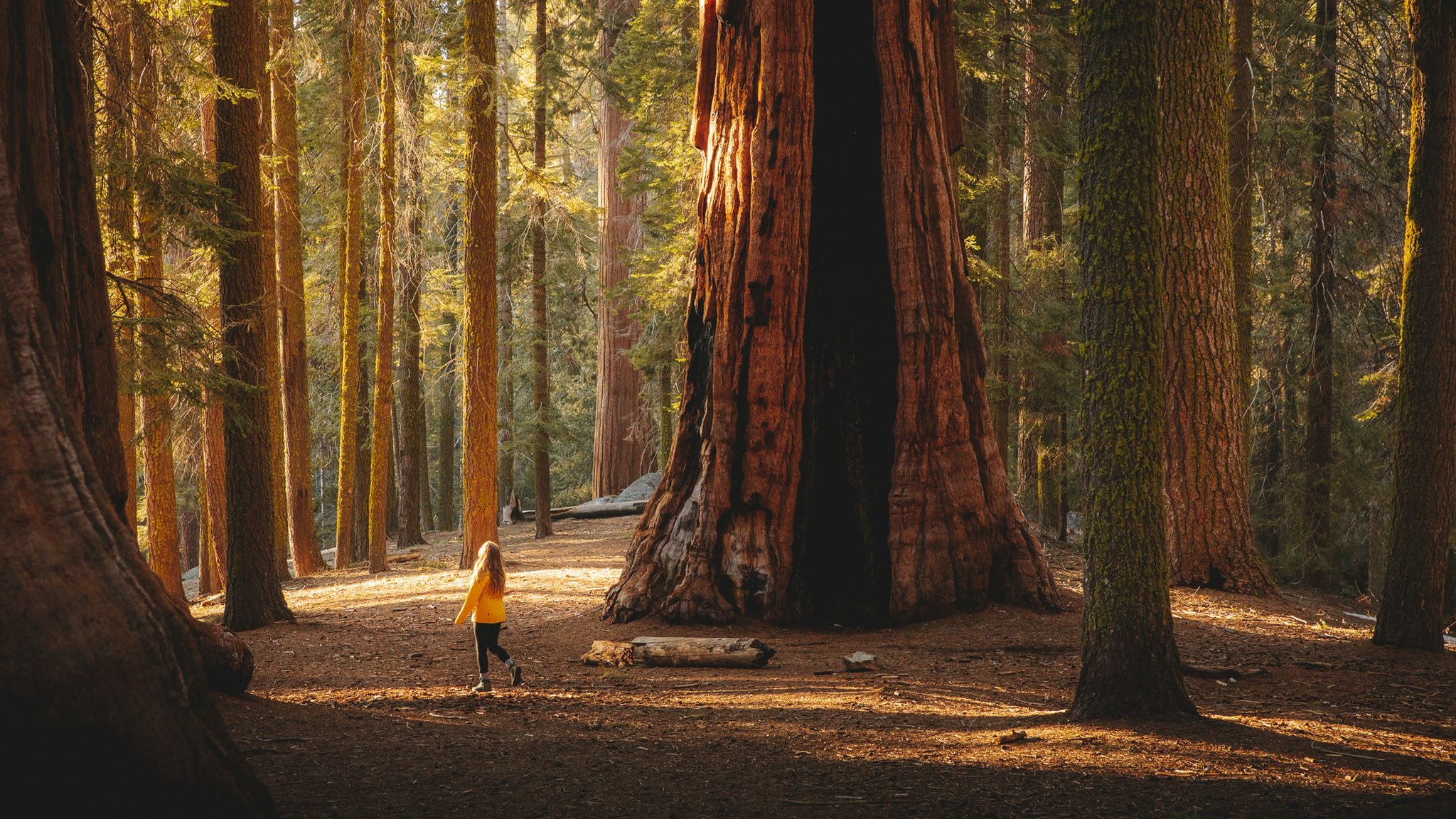 Sequoia National Park: Revealing The Wonders Of The 'Land Of Giants' – 10 Intriguing Insights - Nature and Life