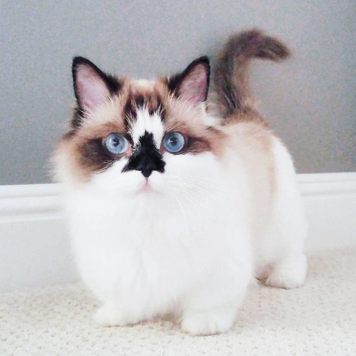Get to Know Albert: The Adorable Munchkin Cat with a Distinctive Skull-Shaped Nose - yeudon