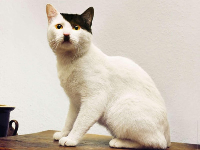 "Whisker Warriors: Meet 22 Feline Friends with One-of-a-Kind Coats" - yeudon
