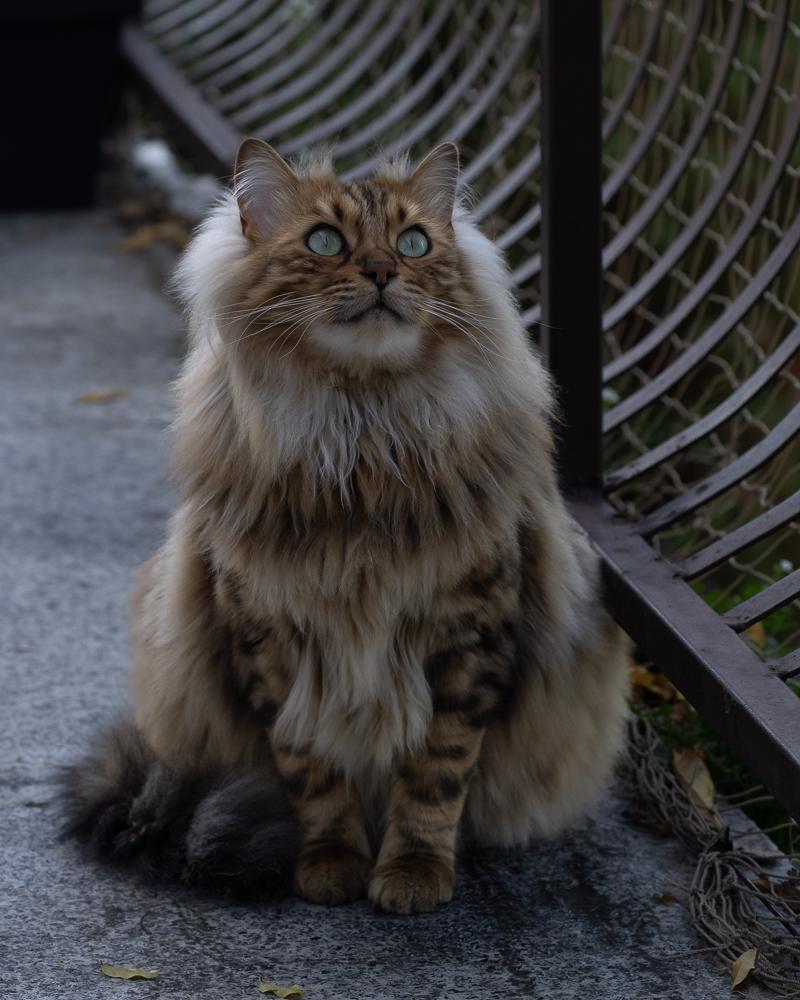 Check Out These Adorable Snaps of Cezar, the Bengal Cat with an Uncanny Resemblance to a Miniature Lion - yeudon