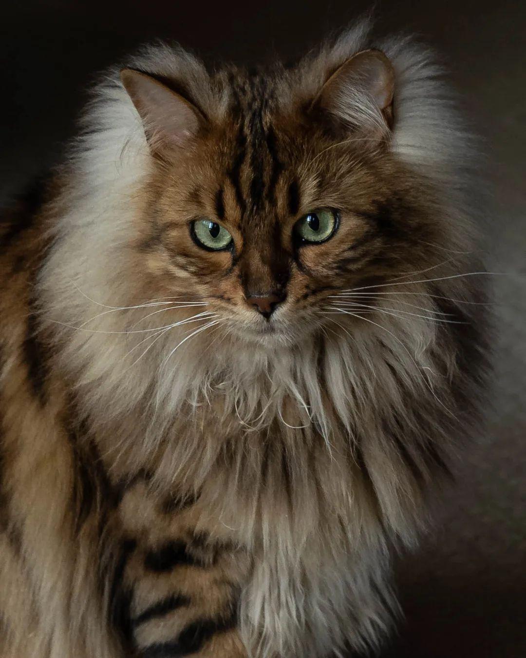 Check Out These Adorable Snaps of Cezar, the Bengal Cat with an Uncanny Resemblance to a Miniature Lion - yeudon