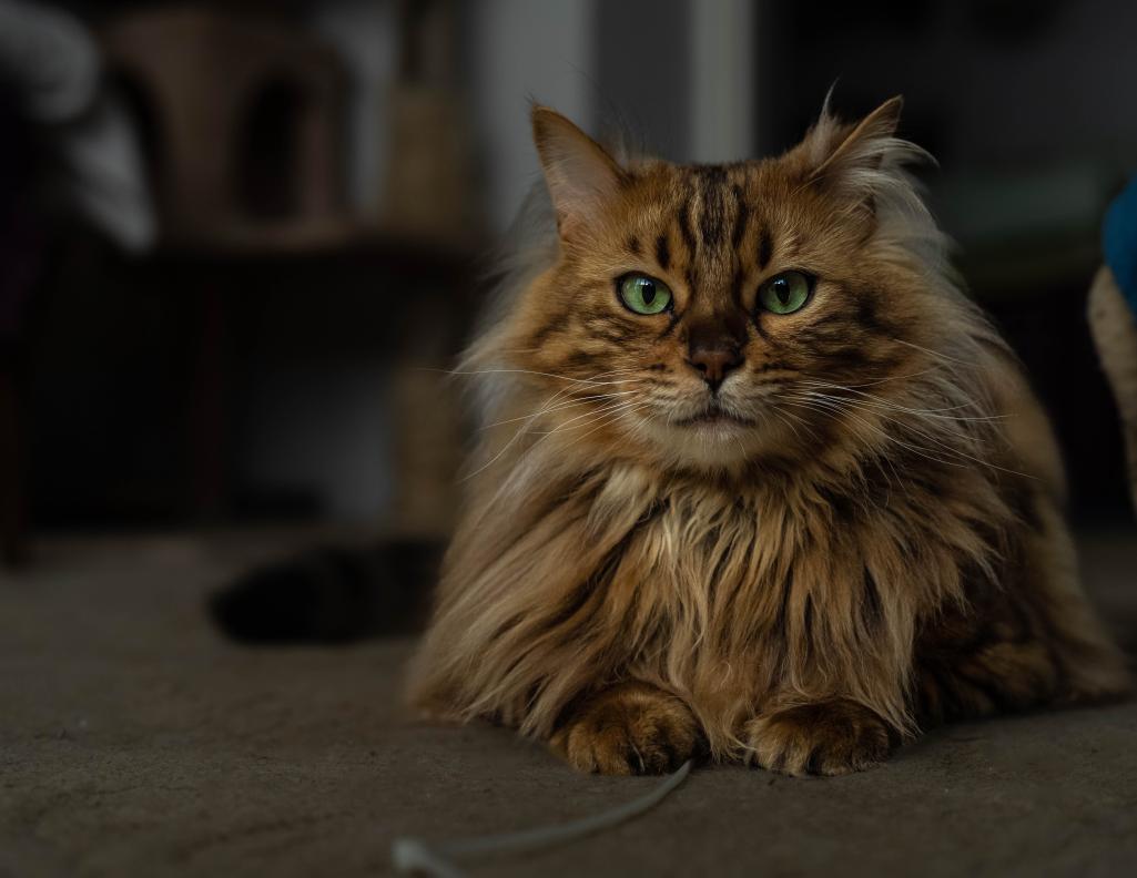 Check Out These Adorable Snaps of Cezar, the Bengal Cat with an Uncanny Resemblance to a Miniature Lion - yeudon