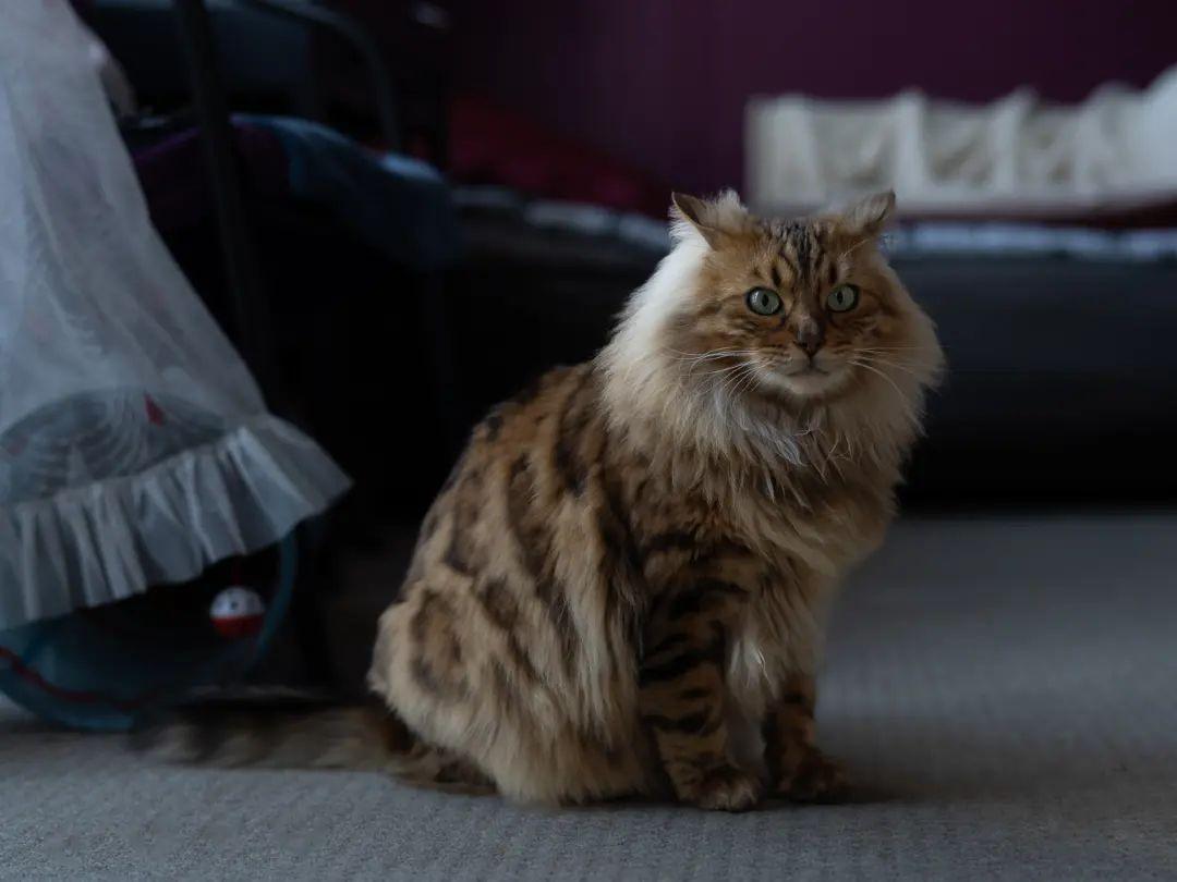 Check Out These Adorable Snaps of Cezar, the Bengal Cat with an Uncanny Resemblance to a Miniature Lion - yeudon