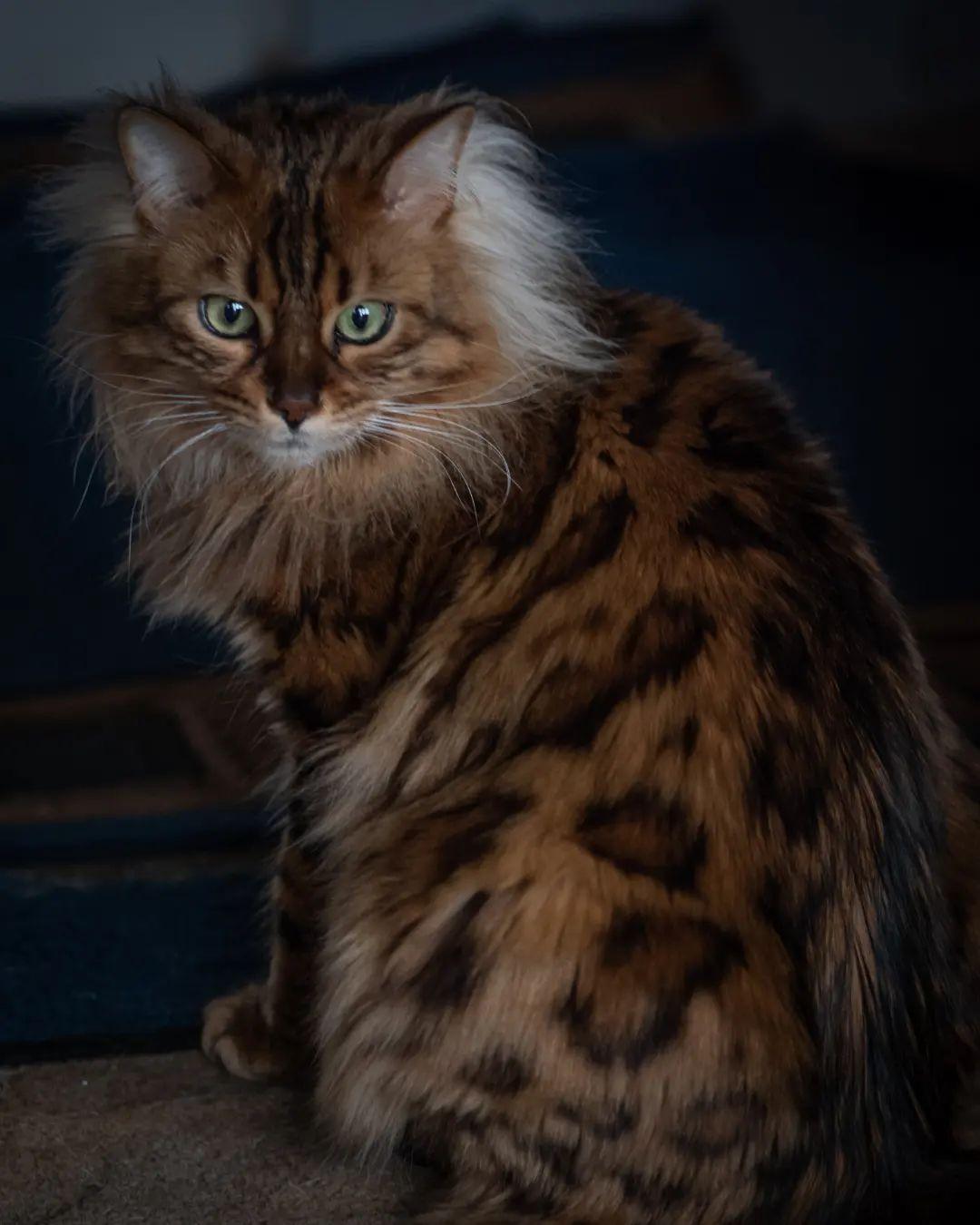 Check Out These Adorable Snaps of Cezar, the Bengal Cat with an Uncanny Resemblance to a Miniature Lion - yeudon