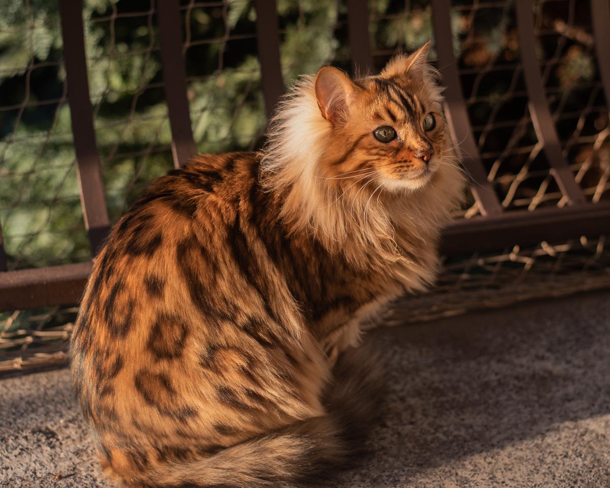 Check Out These Adorable Snaps of Cezar, the Bengal Cat with an Uncanny Resemblance to a Miniature Lion - yeudon