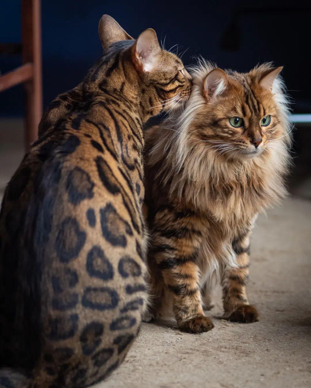 Check Out These Adorable Snaps of Cezar, the Bengal Cat with an Uncanny Resemblance to a Miniature Lion - yeudon