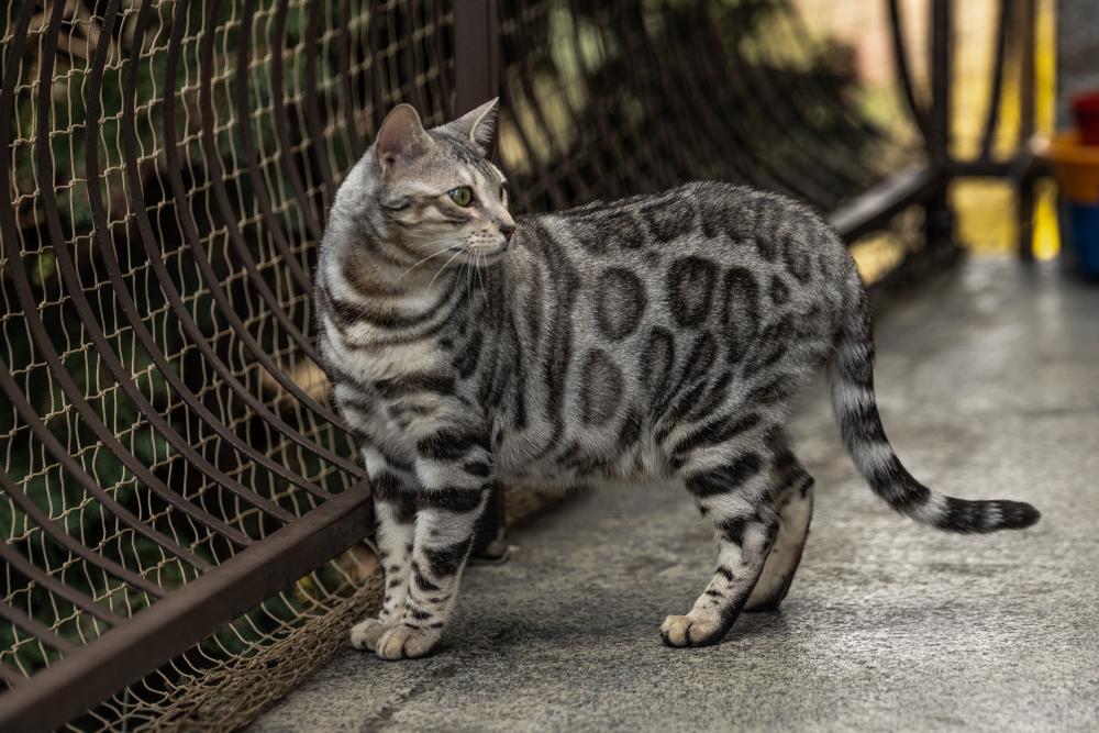 Check Out These Adorable Snaps of Cezar, the Bengal Cat with an Uncanny Resemblance to a Miniature Lion - yeudon