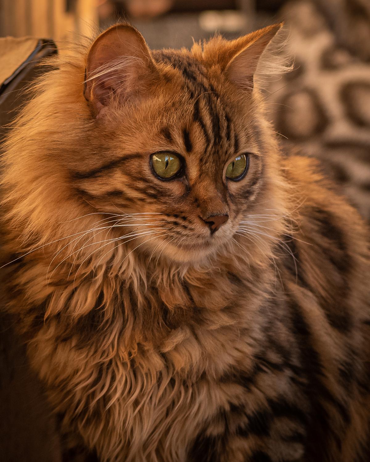 Check Out These Adorable Snaps of Cezar, the Bengal Cat with an Uncanny Resemblance to a Miniature Lion - yeudon