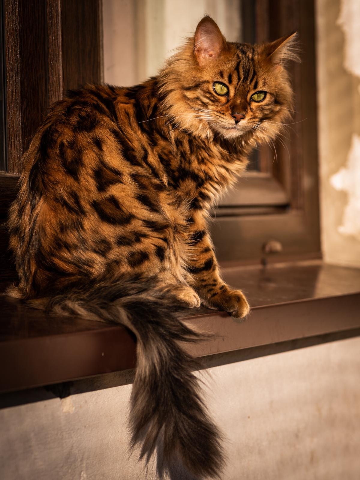 Check Out These Adorable Snaps of Cezar, the Bengal Cat with an Uncanny Resemblance to a Miniature Lion - yeudon