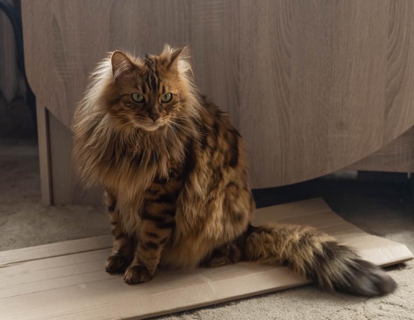 Check Out These Adorable Snaps of Cezar, the Bengal Cat with an Uncanny Resemblance to a Miniature Lion - yeudon