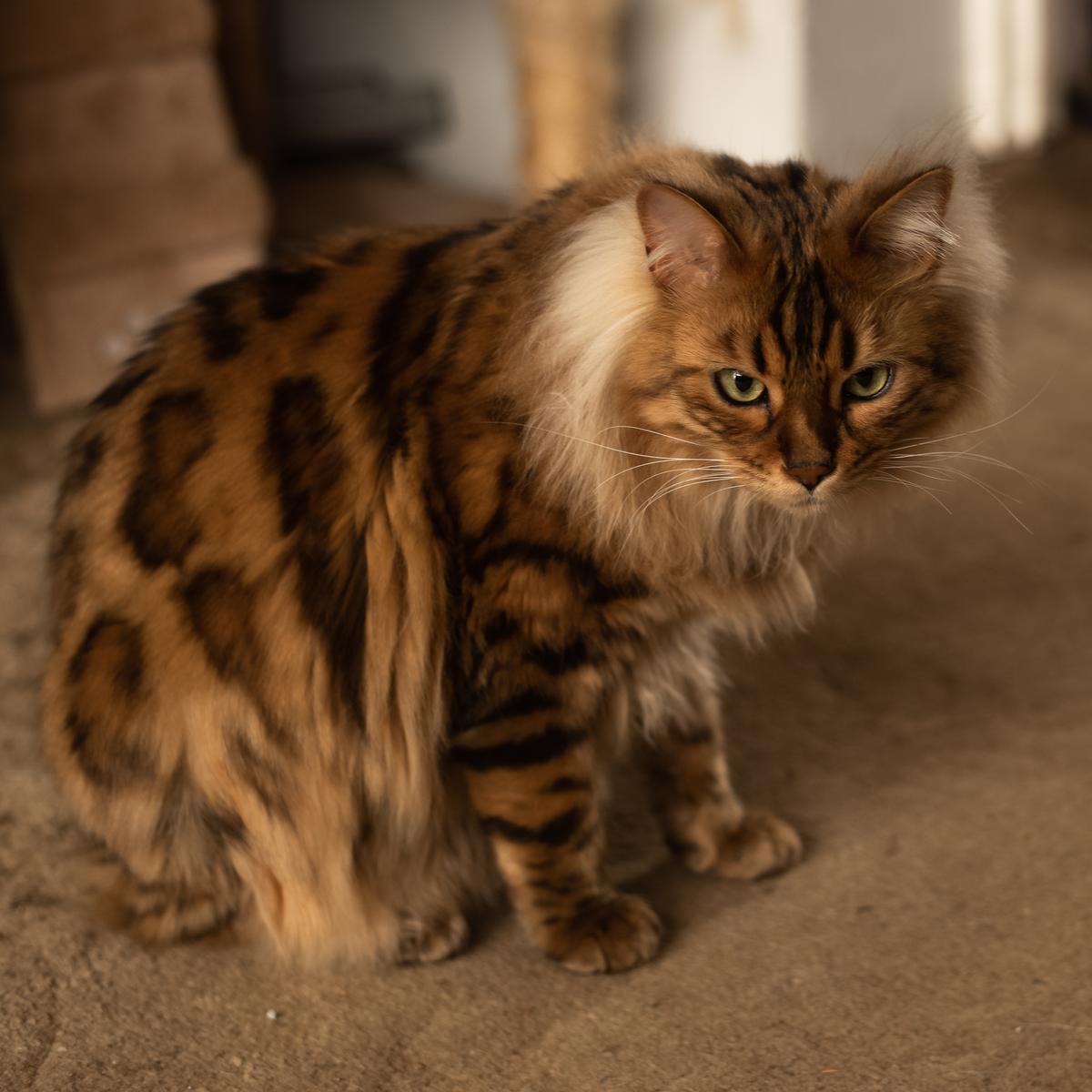 Check Out These Adorable Snaps of Cezar, the Bengal Cat with an Uncanny Resemblance to a Miniature Lion - yeudon