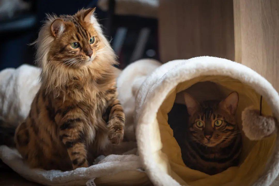 Check Out These Adorable Snaps of Cezar, the Bengal Cat with an Uncanny Resemblance to a Miniature Lion - yeudon