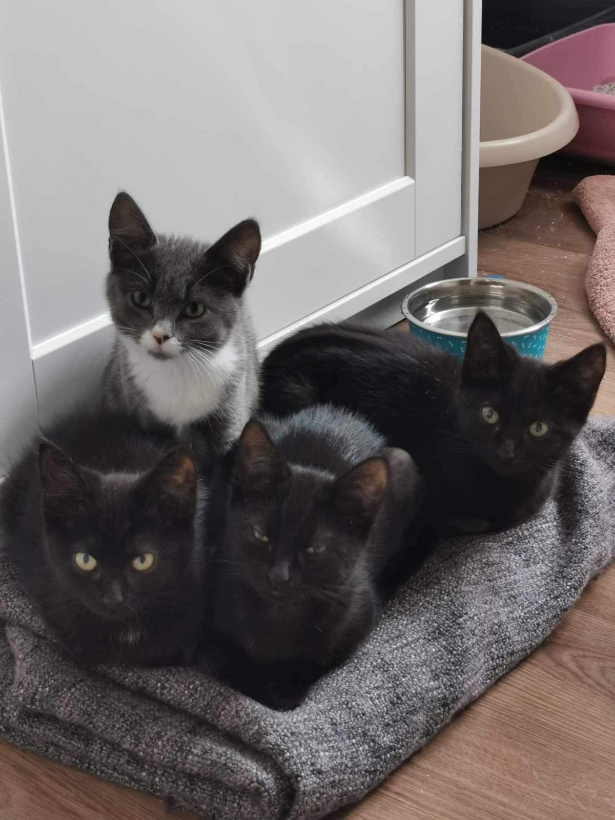 Four helpless kittens were found in a cardboard box, accompanied by a heart-wrenching apology note from their previous owner. - Pet Care Blog