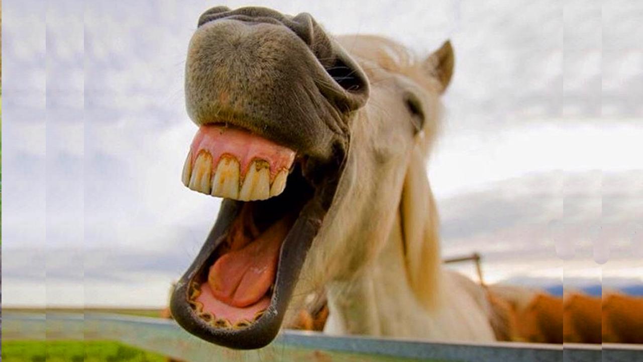 When Horses Have a Sense of Humor: The Funniest Equine Moments Caught on Camera