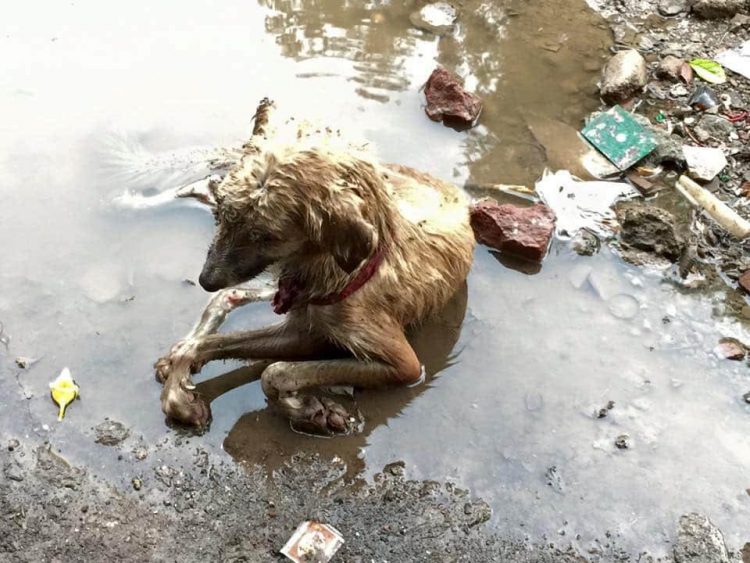 "Heartbreaking Scene: Dog Trapped in Filthy Puddle Amid Garbage Brings Rescuers to Tears"