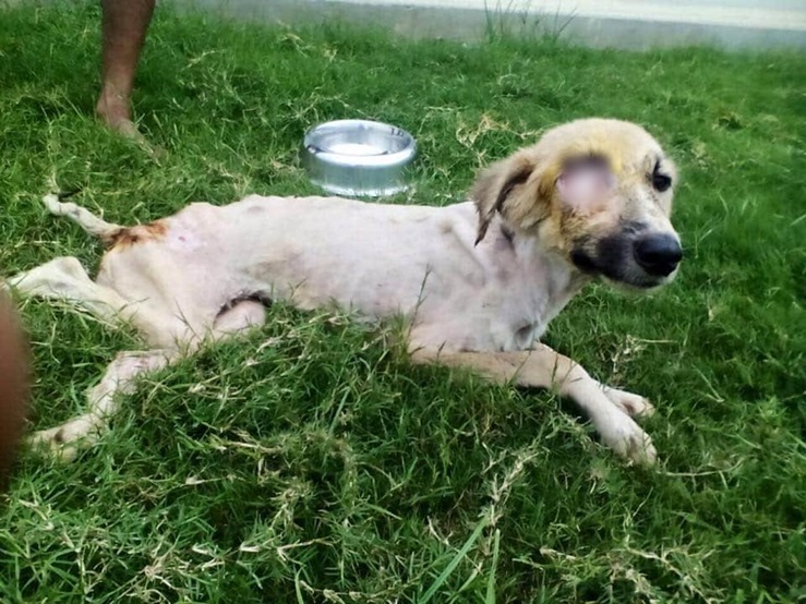 "Heartbreaking Scene: Dog Trapped in Filthy Puddle Amid Garbage Brings Rescuers to Tears"