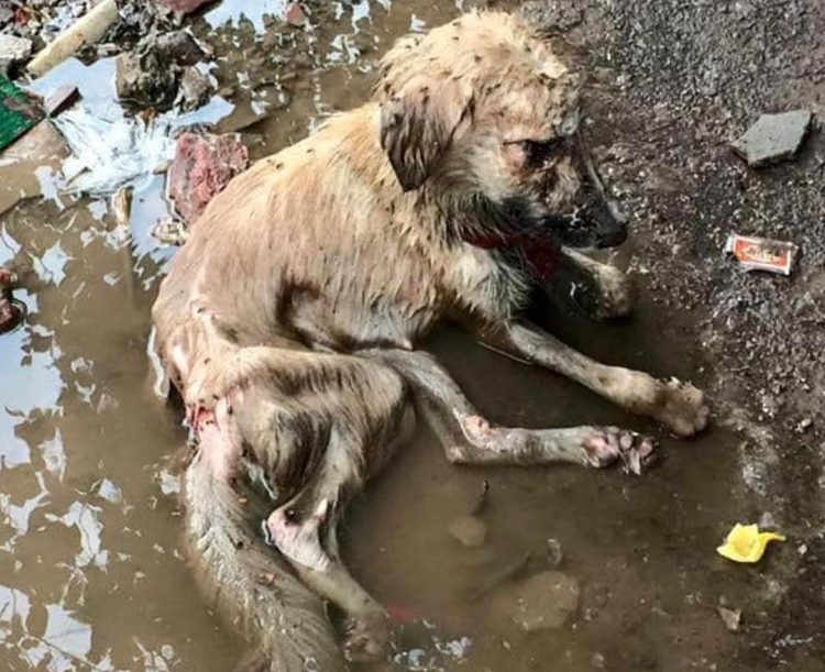 "Heartbreaking Scene: Dog Trapped in Filthy Puddle Amid Garbage Brings Rescuers to Tears"