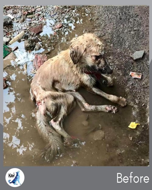 "Heartbreaking Scene: Dog Trapped in Filthy Puddle Amid Garbage Brings Rescuers to Tears"