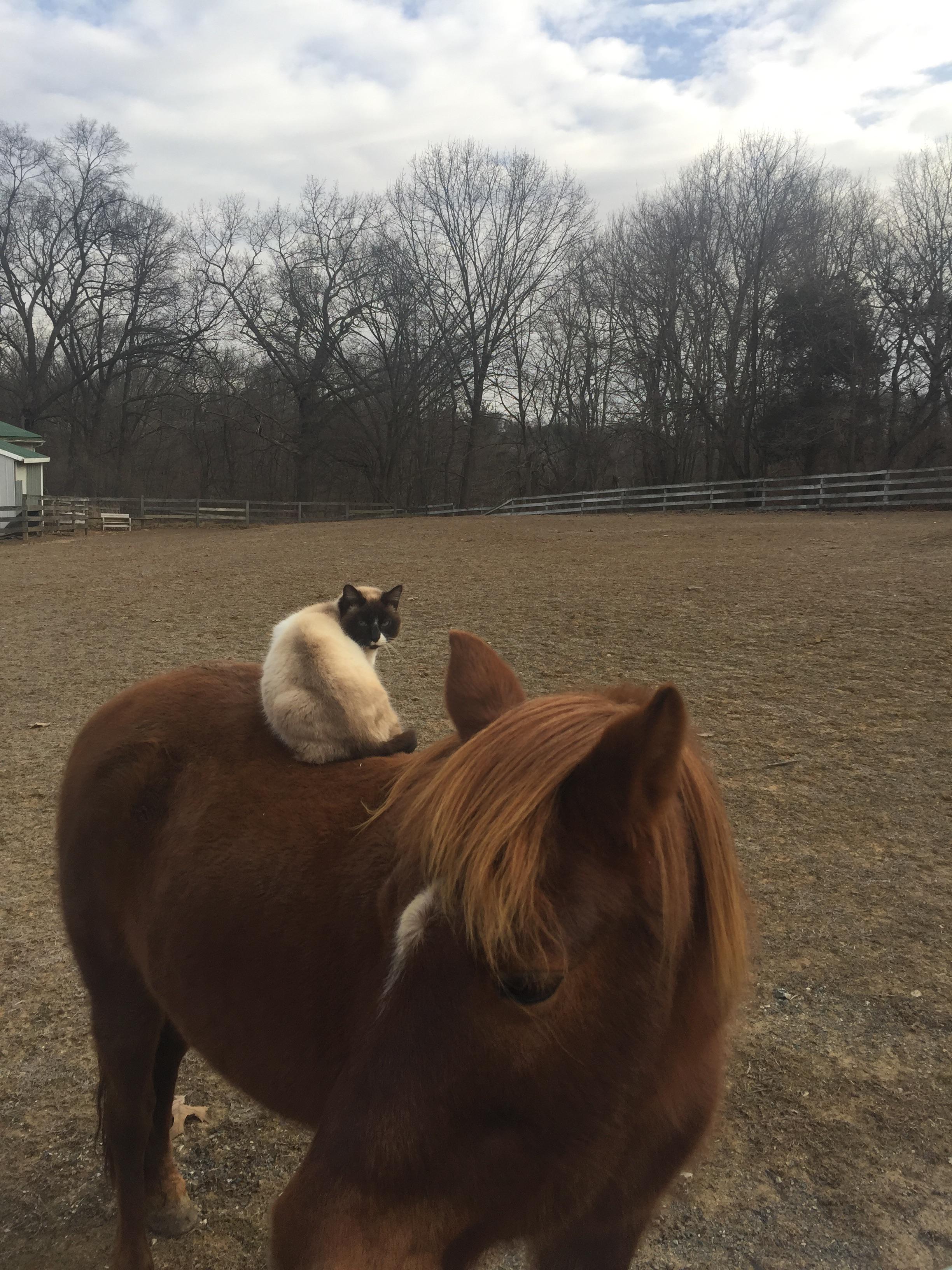 OC] My Barn Cat Sleeping on our Horses' Back to Keep Warm and Safe from  Foxes. : r/MadeMeSmile