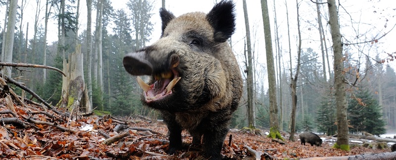 The Puzzling Mystery of Radioactive Wild Pigs in Germany Unveiling the Cause