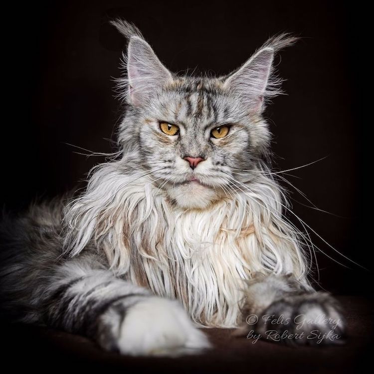 "Maine Coon Cats: Discovering 5 Fascinating Facts About the Gentle Giants of the Feline World" - yeudon