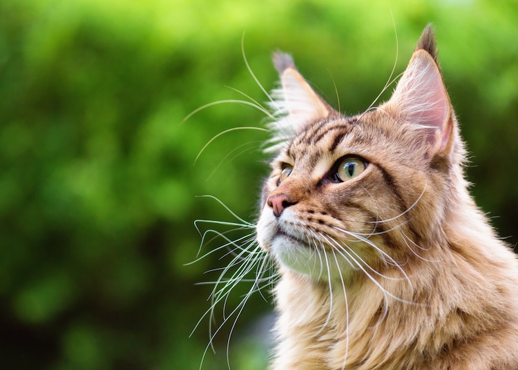 "Maine Coon Cats: Discovering 5 Fascinating Facts About the Gentle Giants of the Feline World" - yeudon