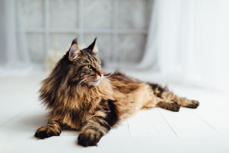 "Maine Coon Cats: Discovering 5 Fascinating Facts About the Gentle Giants of the Feline World" - yeudon