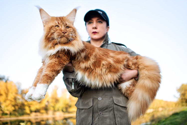 "Maine Coon Cats: Discovering 5 Fascinating Facts About the Gentle Giants of the Feline World" - yeudon