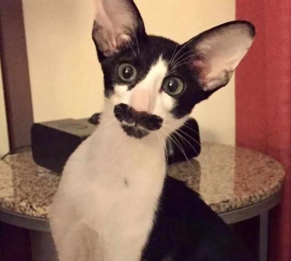 Introducing Zappa the Cat: The Feline with a Stylish Mustache - yeudon