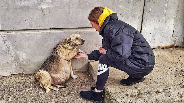Passersby were moved by the desperate cry for help of a homeless dog with a bloated stomach.f - Hot News MamaMath