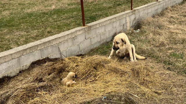 Mother dogs do not hesitate to travel dozens of kilometers to find abandoned puppies and use their bodies to protect them.f - Hot News MamaMath