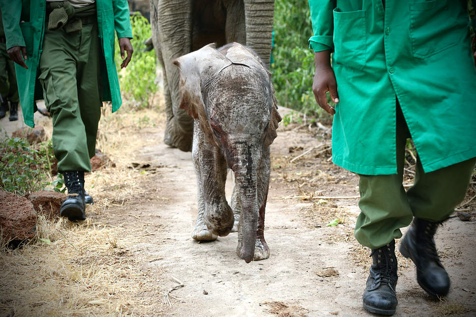 Witnessing The Miracle Of Murera, The Resilient Elephant Who Defied All Odds To Embrace Motherhood – Puppies Love