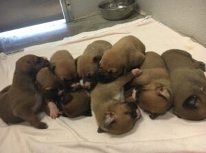 This Dog Hid Her Puppies In A Ditch To Protect Them