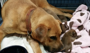 This Dog Hid Her Puppies In A Ditch To Protect Them