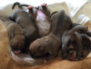 This Dog Hid Her Puppies In A Ditch To Protect Them