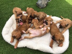 This Dog Hid Her Puppies In A Ditch To Protect Them