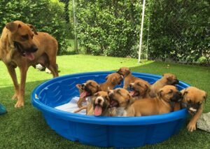 This Dog Hid Her Puppies In A Ditch To Protect Them