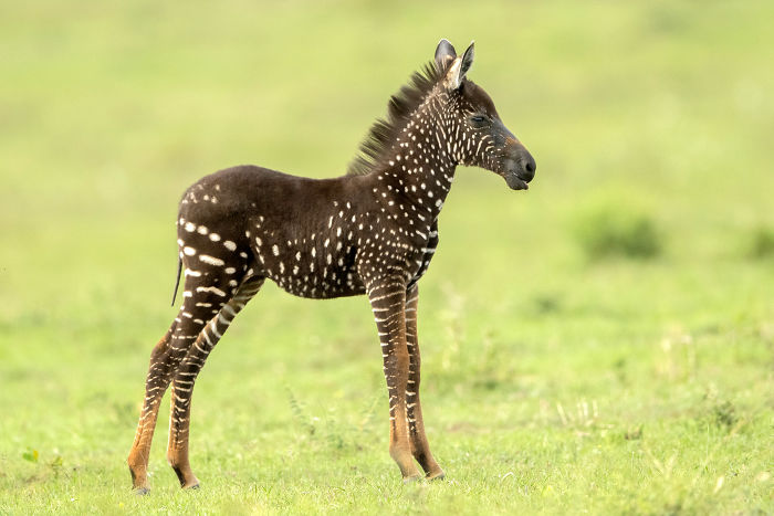 Rare Sighting: Capturing the Extraordinary Spotted Zebra Foal in Kenya (Video)