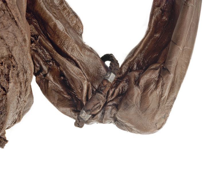 Irish bog bodies, some recent discoveries - T-News