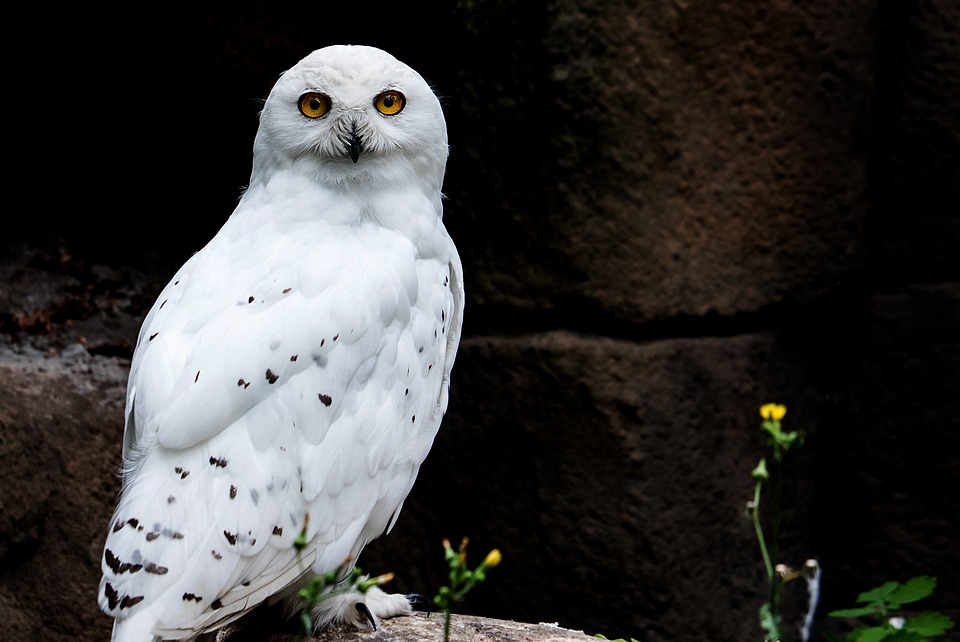 "Unveiling the Mystique: The Enigmatic World of Alaska's Snow Owl"