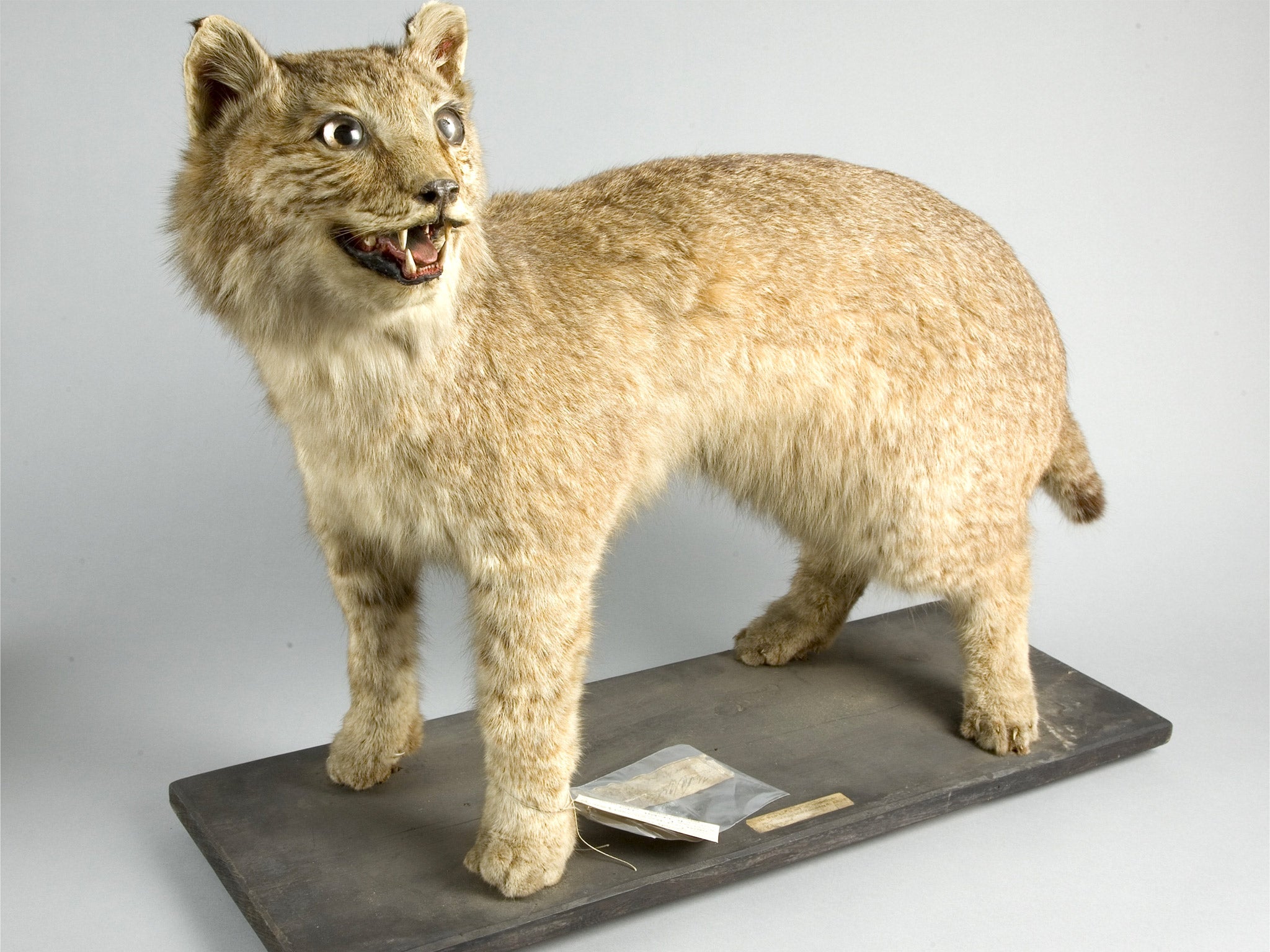 "The Fabled Lynx: A Remnant of Britain's Once Roaming Big Cats" - yeudon