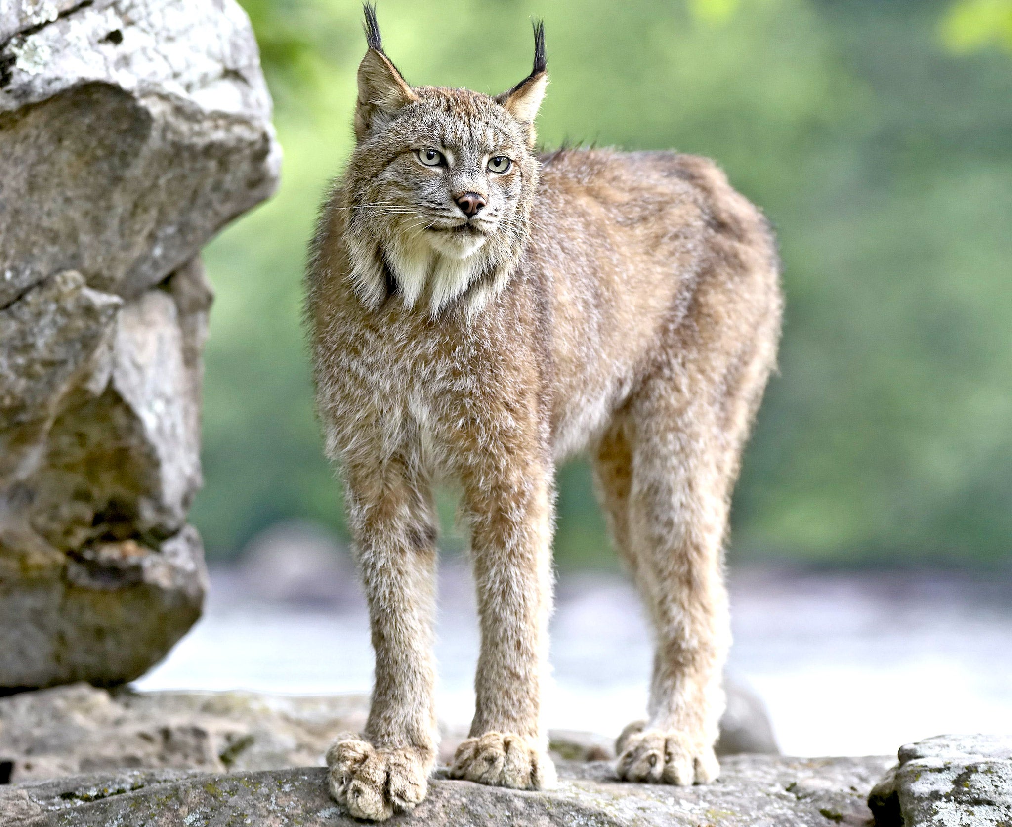 "The Fabled Lynx: A Remnant of Britain's Once Roaming Big Cats" - yeudon