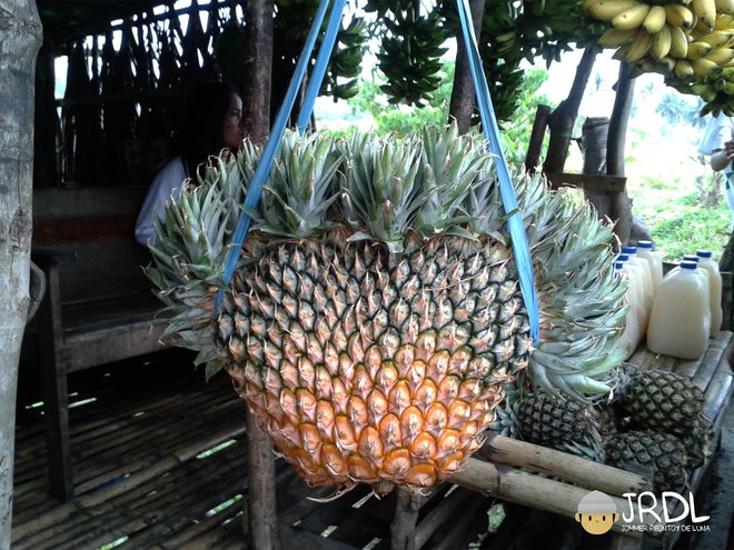 Nature's Amazing Wonders: Discovering Twin And Triplet Vegetables And Fruits! - Amazing Nature