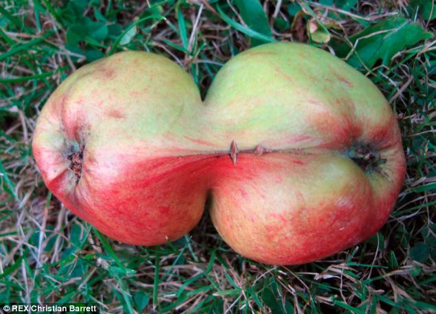 Nature's Amazing Wonders: Discovering Twin And Triplet Vegetables And Fruits! - Amazing Nature