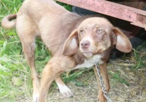 A disabled puppy is saved from a distressing situation after being chained to an old truck and subjected to 10 days of starvation